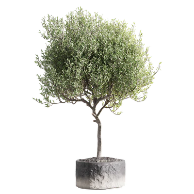 Set of indoor living plants in pots 34 — Ver 4