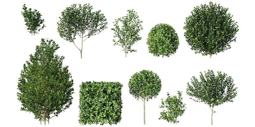 boxwood 001 — Descargar