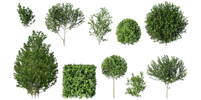 boxwood 001 — Descargar