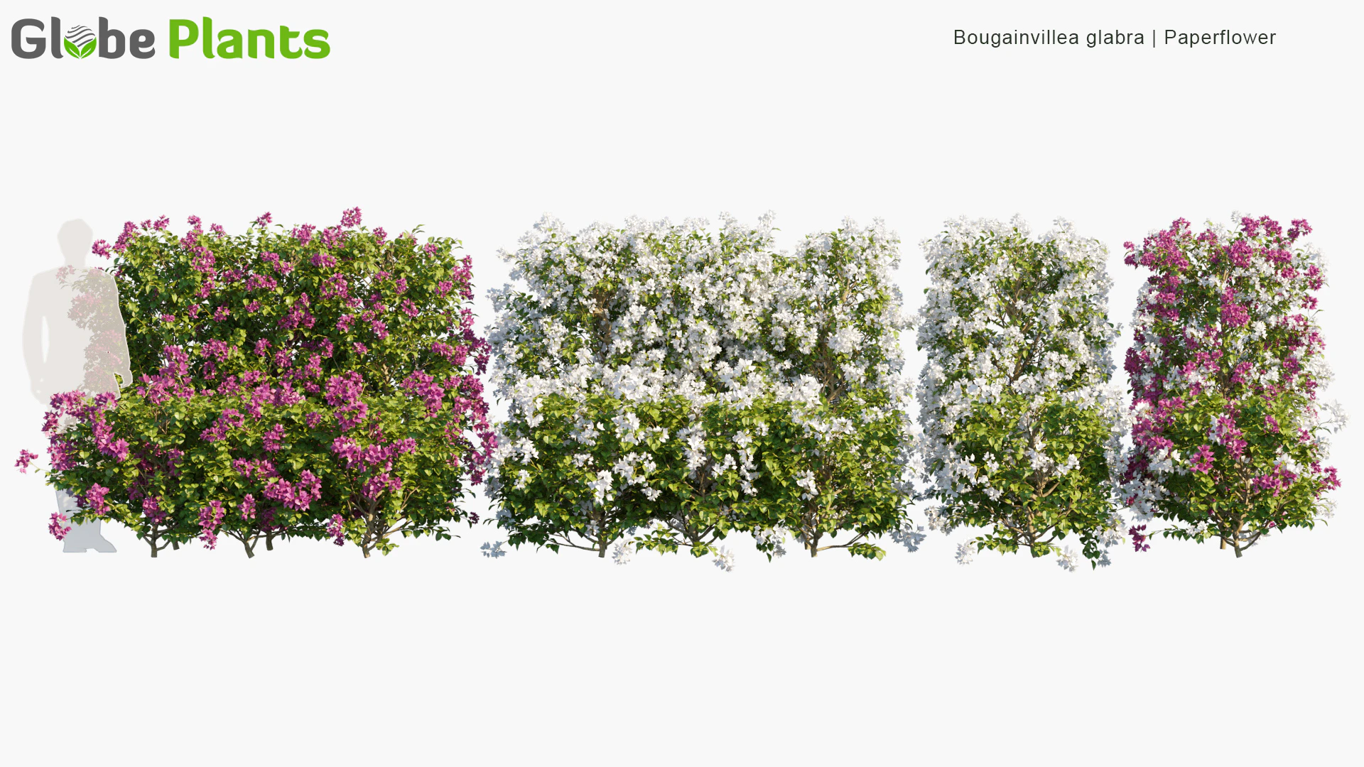 bougainvillea glabra — Download