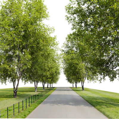 Fraxinus mandshurica 2 — Ver 3