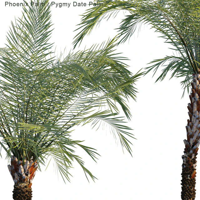 Phoenix Palm | Pygmy Date Palm — Скачать