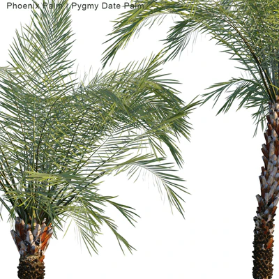 Phoenix Palm | Pygmy Date Palm — Вид 2