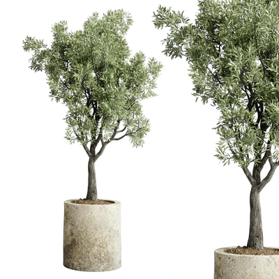 Collection outdoor plant 65 pot old olive tree concrete old vase corona — Ver 3