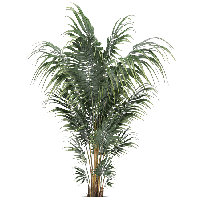 Beautiful decorative lush indoor palm tree in a white modern pot with Hovea, kentia, neanta. Set 518. — Descargar