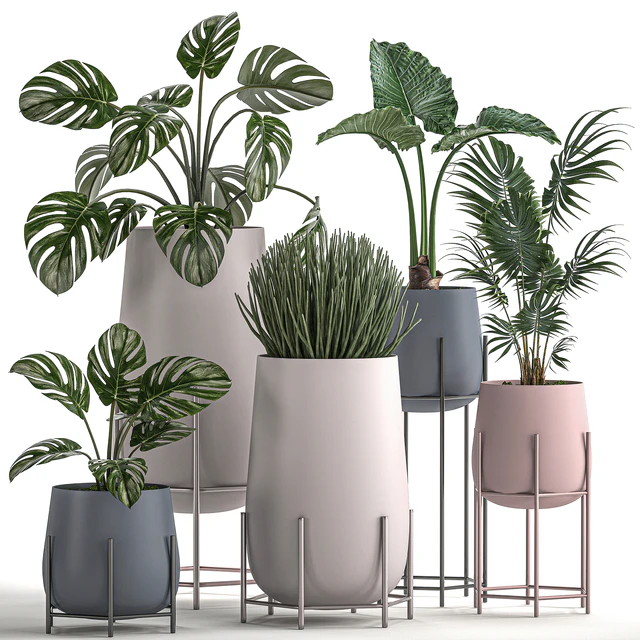 Collection of small indoor plants in modern pots on legs with Monstera, Palm, hovea, alokasia, Sansevieria. Set 547. — Descargar