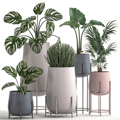 Collection of small indoor plants in modern pots on legs with Monstera, Palm, hovea, alokasia, Sansevieria. Set 547. — Ver 1
