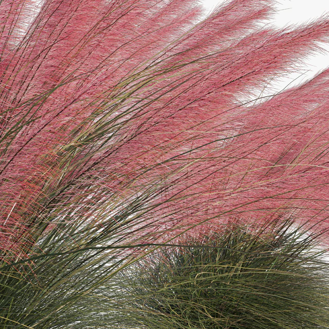 Muhlenbergia Capillaris - Pink Muhly Grass 04 — Скачать