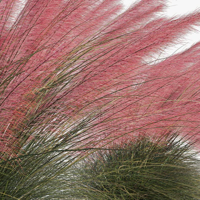 Muhlenbergia Capillaris - Pink Muhly Grass 04 — Вид 4