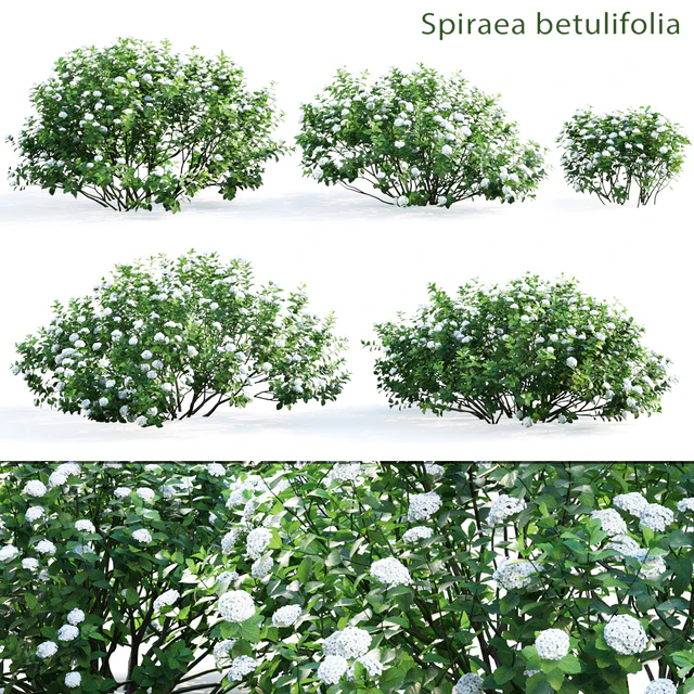 Spirea betulifolia — Скачать
