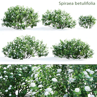 Spirea betulifolia — Вид 1