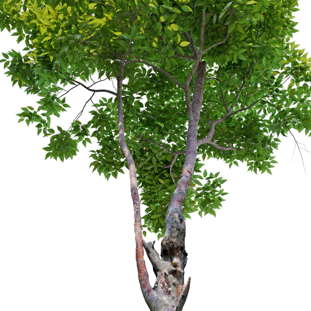 Cherry Tree 2 — Descargar