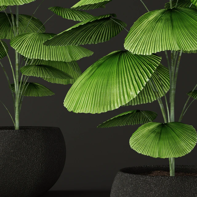 Licuala orbicularis, Likuala, decorative palm tree, pot, flowerpot, office — Descargar