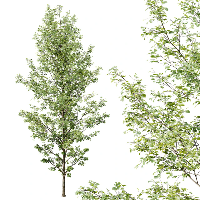 HQ Plants Alnus Glutinosa03 — Descargar