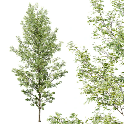 HQ Plants Alnus Glutinosa03 — Ver 2