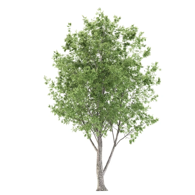 ash tree — Скачать