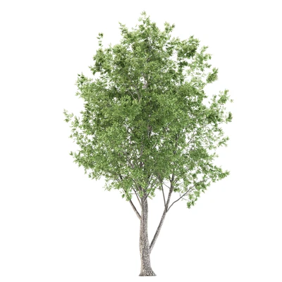 ash tree — Вид 2