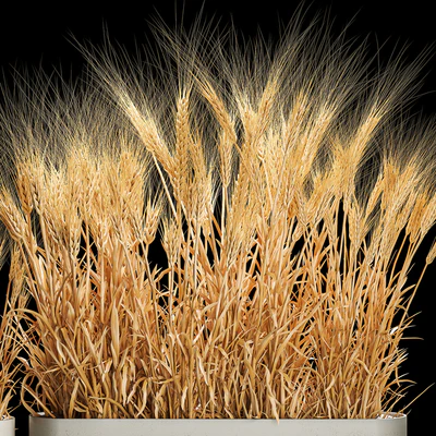 Bushes of spikelets of dry wheat in flowerpots dried flowers, eco style. Plant collection 1204 — Ver 4
