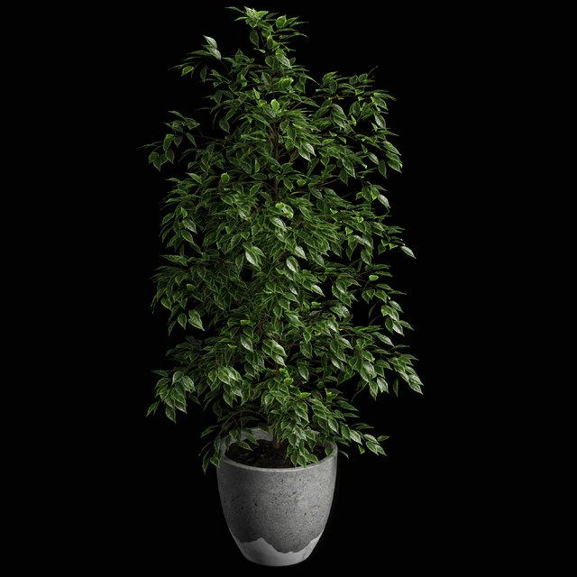 ficus benjamina — Descargar