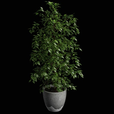 ficus benjamina — Ver 3