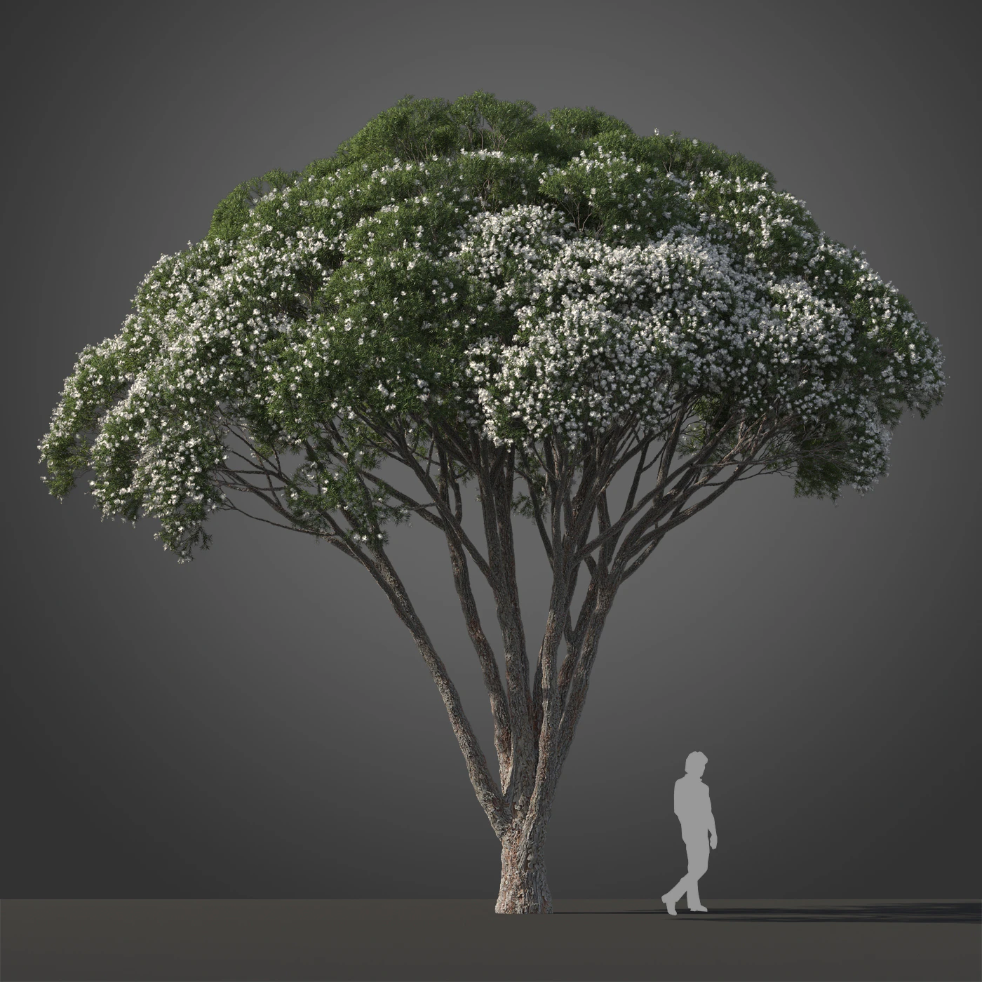 subtropical trees 008 — Descargar
