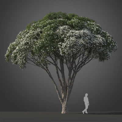 subtropical trees 008 — Descargar