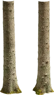 nordic forest tree trunk spruce large 003 — Скачать