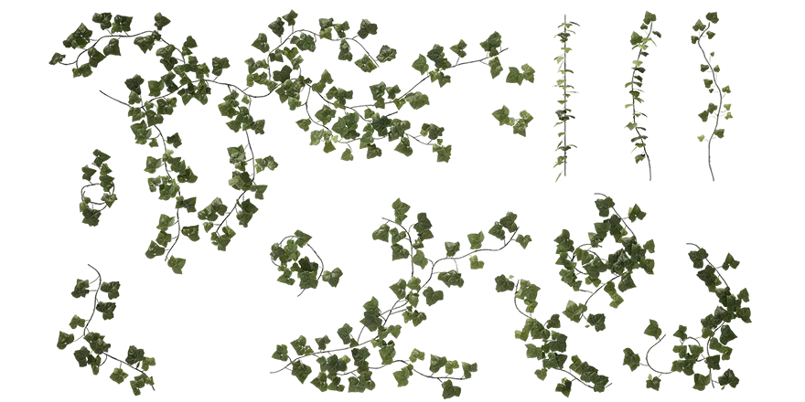 english ivy 001 — Descargar