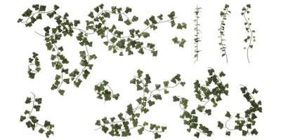 english ivy 001 — Descargar