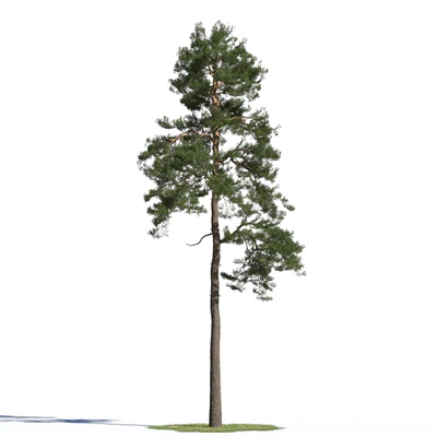 coniferous trees 021 — Скачать
