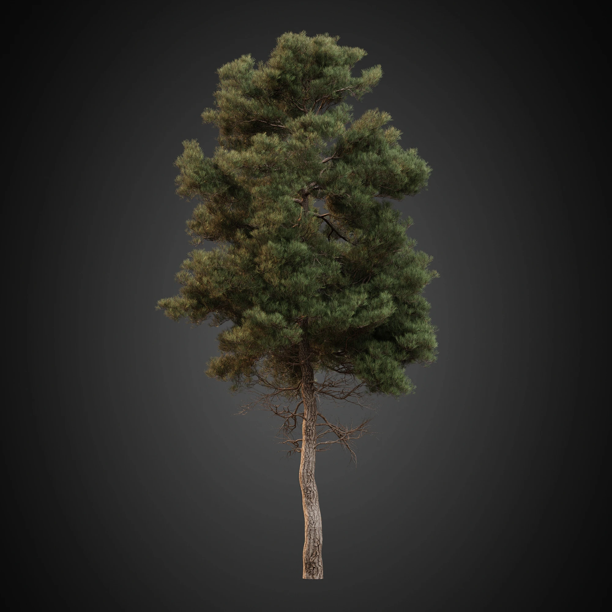 004 — Descargar