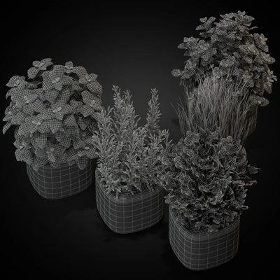 Plants collection 261 — View 3