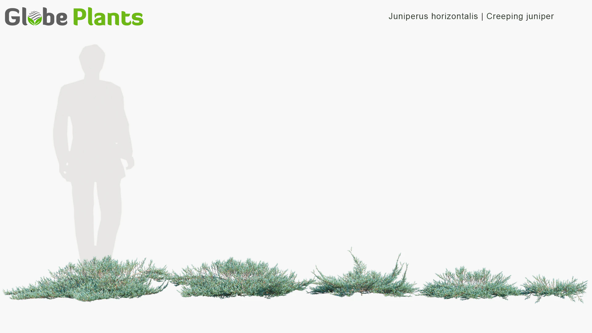 juniperus horizontalis — Download