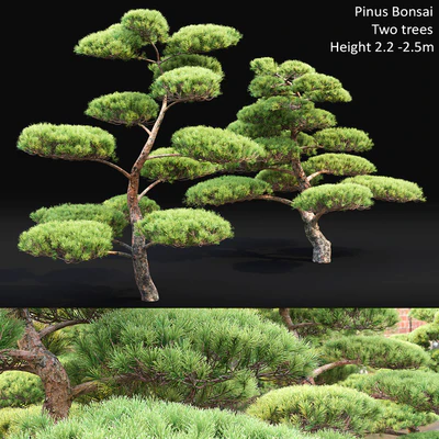 Bonsai — Ver 1