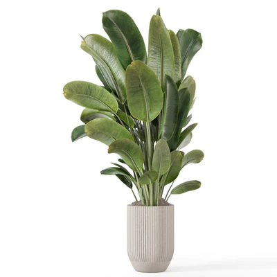 Indoor Plants  in Handmade Stone Pot - Set 1850 — Вид 2