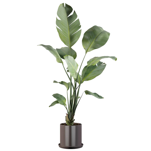 Plants collection 093 - strelitzia — Descargar