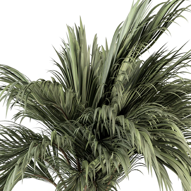 indoor Plant Set 256 - Plant Set in pot — Descargar