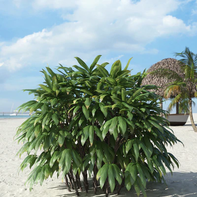 palm trees 028 — Descargar