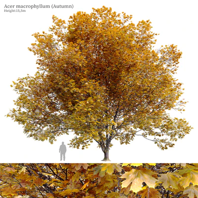 Acer macrophyllum (autumn) — Ver 1
