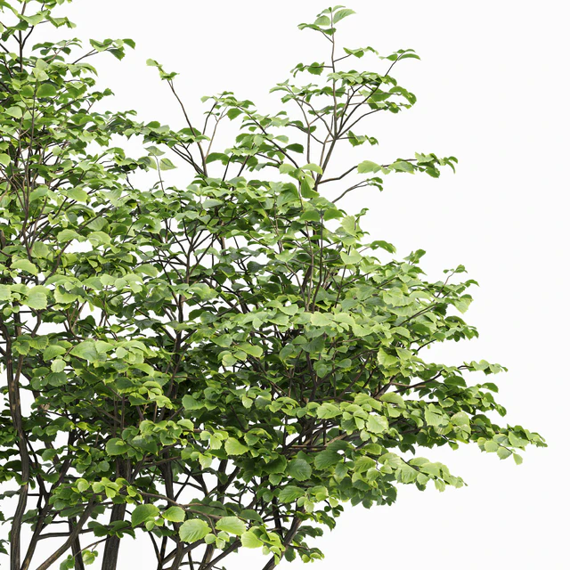 beautiful hazel leaves — Descargar