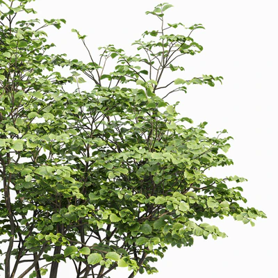 beautiful hazel leaves — Ver 6