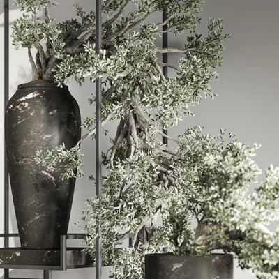 Bonsai and Indoor Plant Set 38 — Вид 4