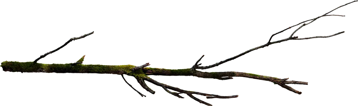 wooden branch 002 — Descargar