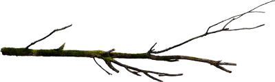 wooden branch 002 — Descargar