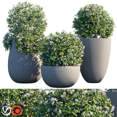 Plant in pots #14 : Star Jasmine — Вид 1