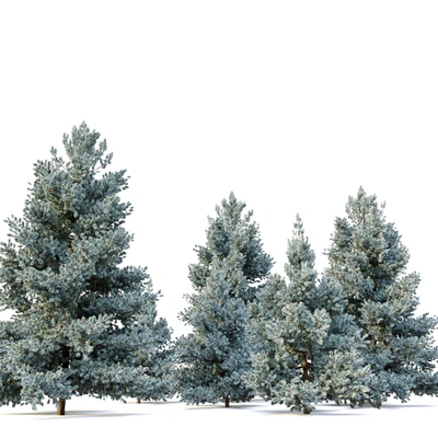 Norway blue spruce — Ver 3