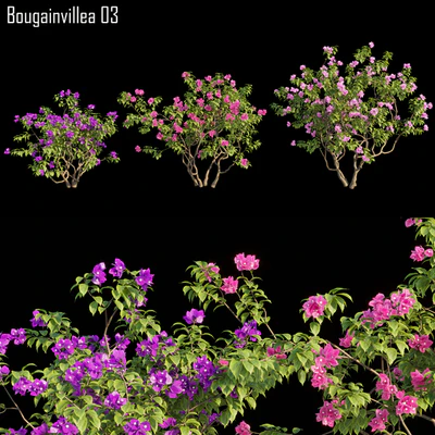 Bougainvillea 03 — Descargar