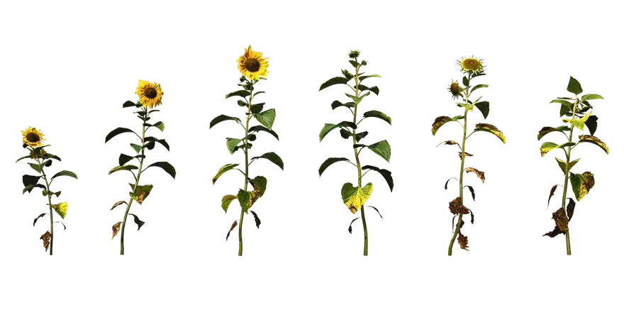 sunflower 001 — Download