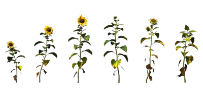 sunflower 001 — Download