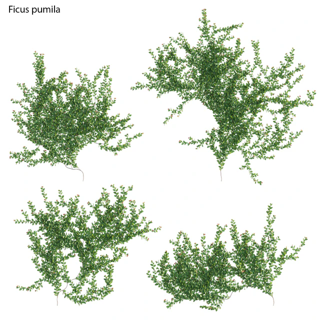 Ficus pumila – Creeping Fig – Climbing fig — Descargar